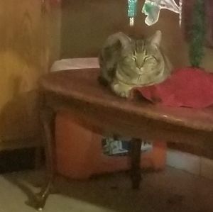 Meet your Posher, Tommy